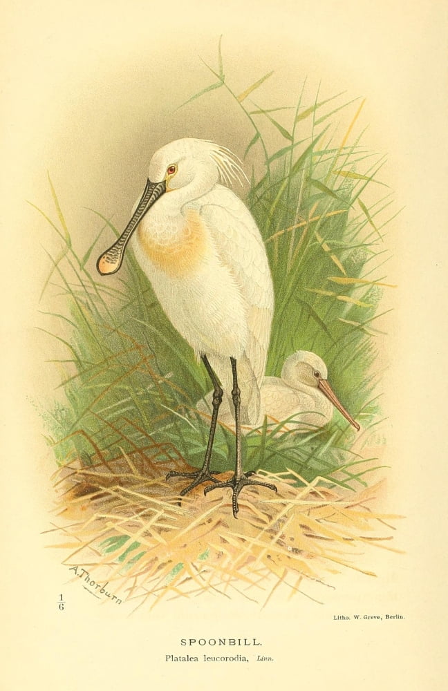 Birds Of The Britis