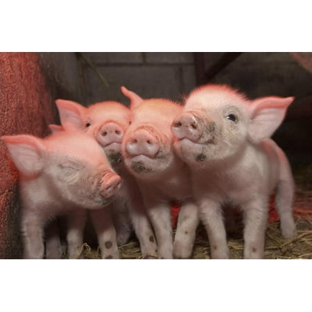 Pig Line Art Domestic Pig, Middle White piglets, standing under heat lamp, England Print Wall Art By John Eveson ()