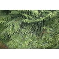thumbnail image 6 of Deer Terrent Plant Protection Netting, Arborvitae Deer Netting, Green Garden Netting, Bird Netting, Tree Wrap Netting, Deer Repellent ,5.5' Height, 18' Length, 3 PACK, 6 of 8