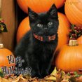thumbnail image 4 of Collar de nailon para perro, diseño de calabaza, bruja, murciélago, gato, perro, Collar ajustable suave para cachorro, Halloween, Acción de Gracias, 4 of 5