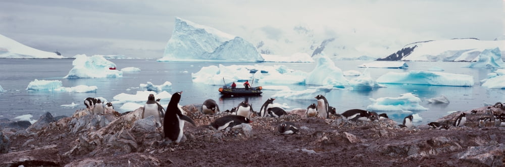Panoramic view of Gentoo penguins with chicks (Pygoscelis papua) ecological tourists in inflatable Zodiac boat with glaciers and icebergs in Paradise Harbor Antarctica Canvas Art - Panoramic Images (3