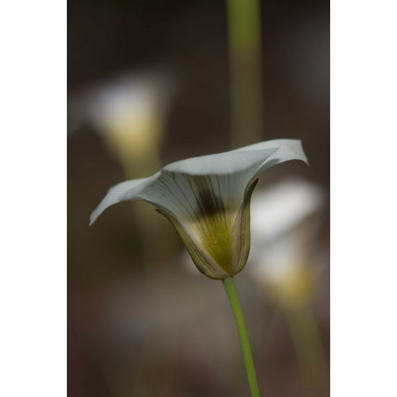 DeWitt Flower III Wall Decal