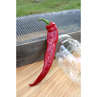 Dragons Claw Cayenne Chile Hot Pepper Premium Seeds Packet - Walmart.com