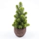 thumbnail image 2 of pstuiky Maceta decorativa con forma de mini árbol de Navidad simulado (sin maceta), 2 of 6