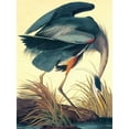 thumbnail image 2 of Audubon, John James 25x32 Gold Ornate Wood Framed with Double Matting Museum Art Print Titled - Great Blue Heron, 2 of 4
