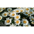 thumbnail image 2 of TomorrowSeeds - Shasta Daisy Seeds - 2000+ Count - For 2026 Planting Classic Snow White, 2 of 9