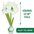 thumbnail image 4 of Holland Bulb Farms Pastel Egg Waxed Amaryllis Plant Bulbs, No Water Needed, 4 of 8
