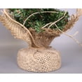 thumbnail image 2 of Kurt Adler 12" Christmas Tree with Base, 2 of 3