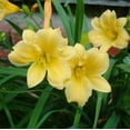 thumbnail image 7 of Stella D'Oro Daylily Yellow Flowers - 6 Bare Roots - Attracts Butterflies, Bees & Hummingbirds-Spring Garden Perennial, 7 of 7