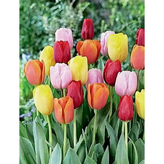 Easter Joy Tulip Mix 50 Bulbs