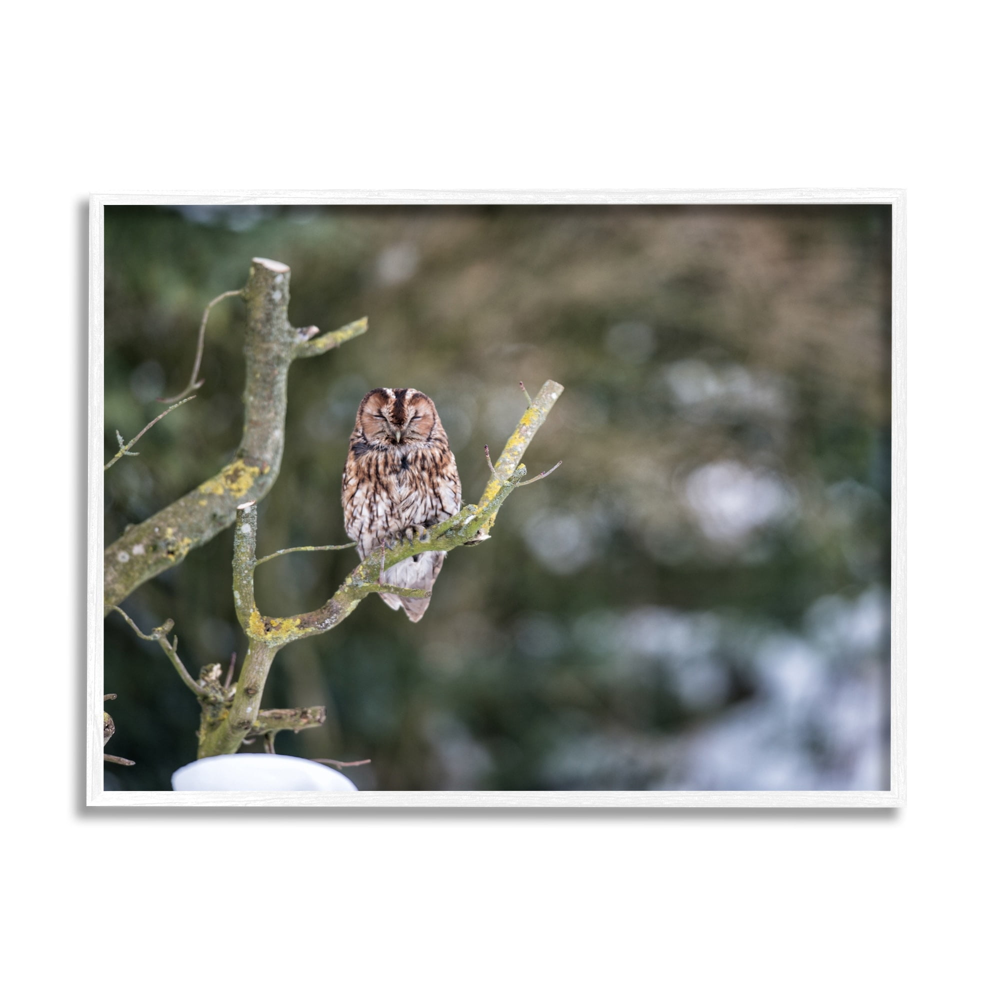 Stupell Industries Sleepy Owl Perched Snow Covered Nature Landscape Photograph White Framed Art Print Wall Art, Design by James Dobson