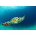 thumbnail image 3 of Sea Turtle (100% Cotton Canvas Reusable Tote Bag), 3 of 3