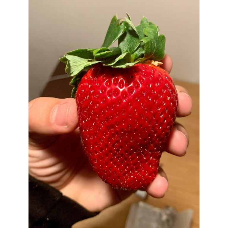Seedville USA, Giant Strawberry Seeds Pack, 15 Seeds, June Bearing, Huge  Sweet Red Berries, White Flowers - Walmart.com