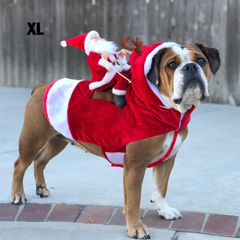 dogs dressed up for christmas