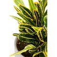 thumbnail image 2 of Croton Banana - 3 Live Plants in 4 Inch Pots - Codiaeum Variegatum 'Banana' - Beautiful Clean Air Indoor Houseplant, 2 of 5