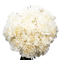 thumbnail image 2 of 400 Stems of White Carnations- Beautiful Fresh Cut Flowers- Express Delivery, 2 of 4