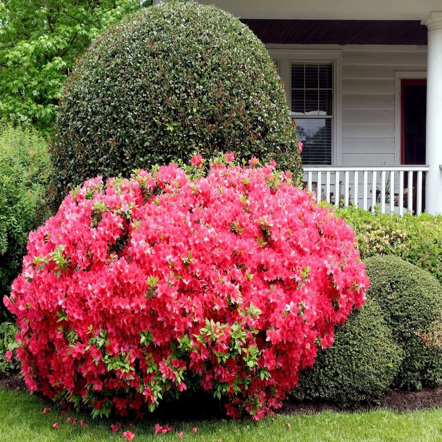 Expert Gardener 1 ft Azalea - Sunglow Live Shrub in 3- Gallon Grower Pot