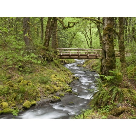 Wooden Bridge Over Gorton Creek Columbia River Gorge Oregon Usa Print Wall Art By Jaynes Gallery Wooden Bridge Over Gorton Creek Columbia River Gorge Oregon Usa Print Wall Art By Jaynes Gallery