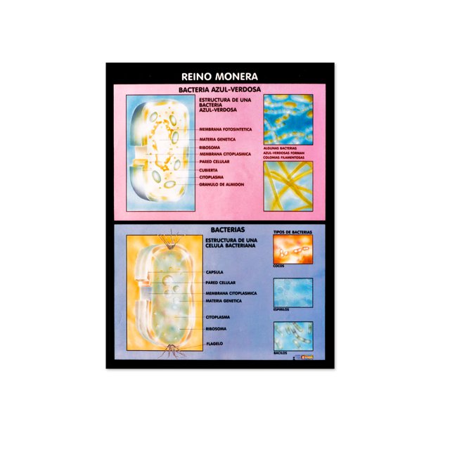 Póster Reino Monera Educatodo B-0150-I