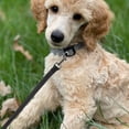 thumbnail image 4 of HIAKDOFT 1 Set Reflective Dog Leash for Large Dogs with Ergonomic Handle for Training, 4 of 7