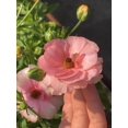 thumbnail image 2 of GSDWIUEW Butterfly Ranunculus Bulbs Buttercup Bare Roots for Planting Canada, Perennial Flower Ranunculus asiaticus, Easy to Grow, Double Ranunculus Bare Roots for Cut Flowers Garden Indoor Outdoor, 2 of 6