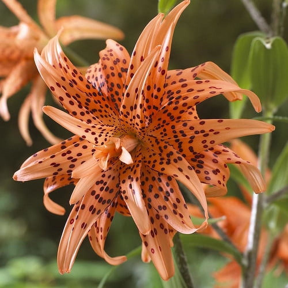lily Van Zyverden Lilies Asiatic Black Charm Set of 7 Bulbs Purple