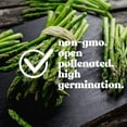 thumbnail image 2 of UC 72 Asparagus Garden Seeds - 2 g Packet ~60 Seeds - Non-GMO, Open Pollinated, Perennial Vegetable Gardening Seeds, 2 of 6