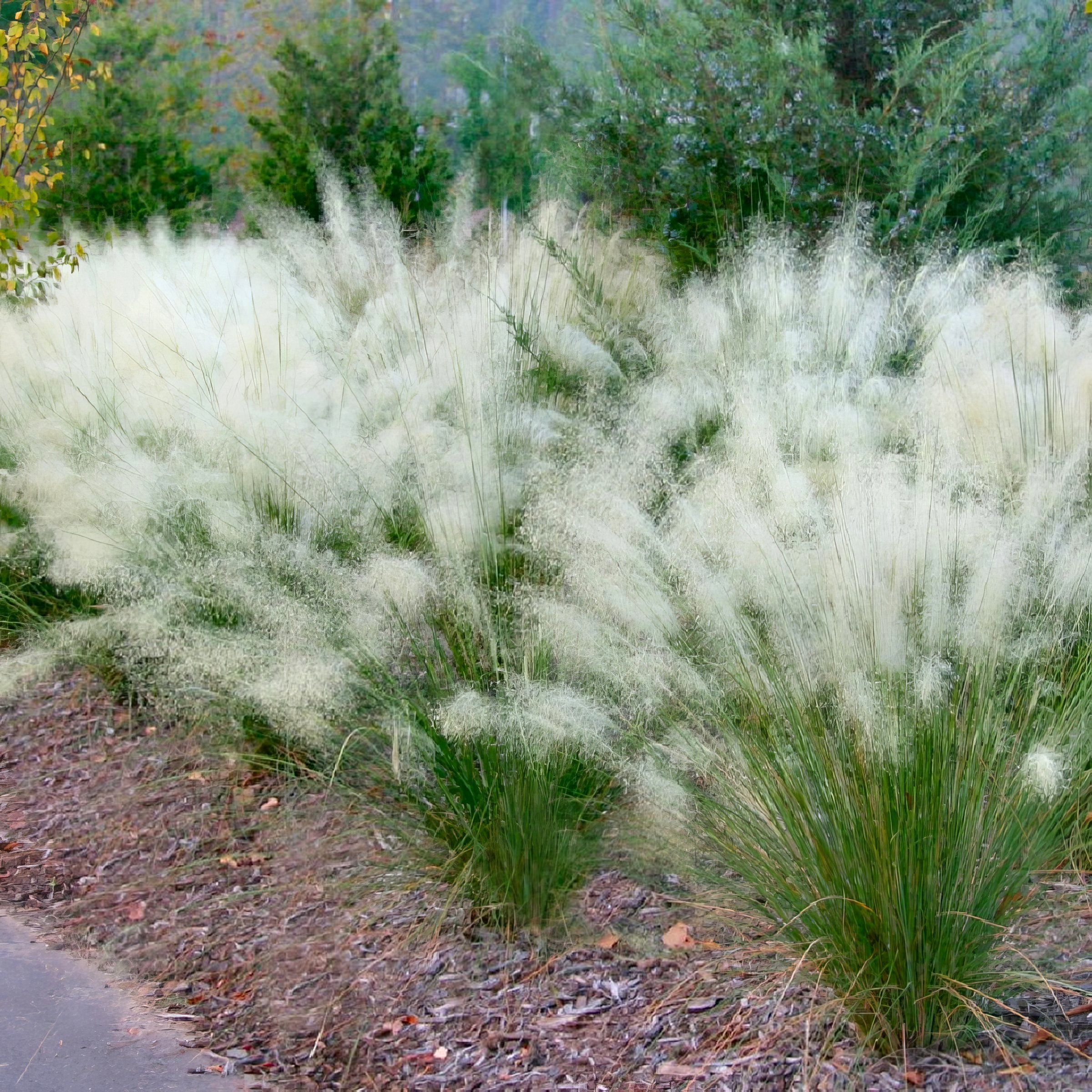 National Plant Network 3 gal. White Cloud Muhly Grass Plant