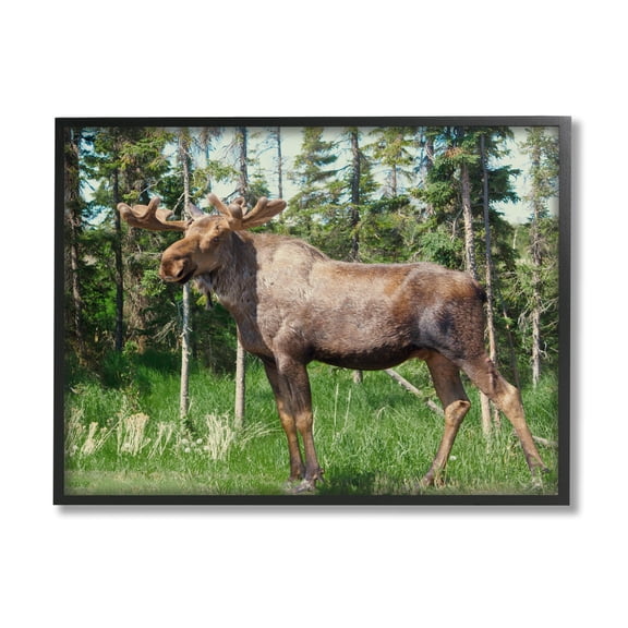 Stupell Moose Forest Grove Woodland Landscape Animals & Insects Photography Black Framed Art Print Wall Art