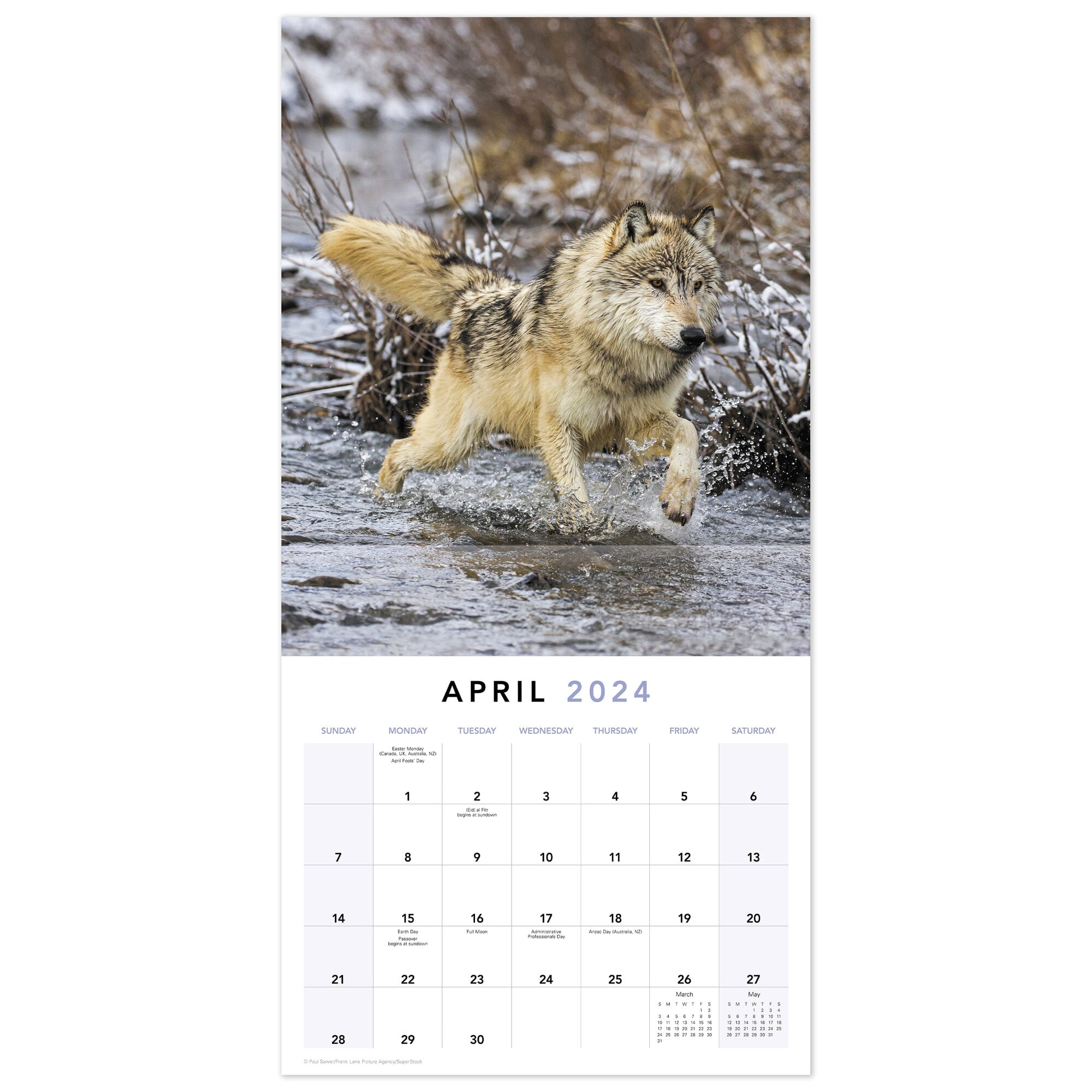 wolves-2024-monthly-wall-calendar-12-x-12-wall-calendars-walmart-com