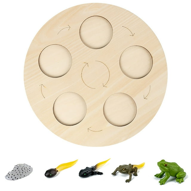 ZheElen Simulation Insecte Croissance Animale Jardin d'Enfants Modèle Éducatif Enseignement Apprentissage Imagination Cognition Jouets Type 1