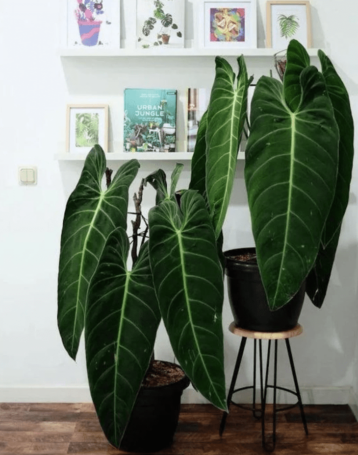 Philodendron Melanochrysum Live Plant, 5–9 Inch Tall Tropical Houseplant Starter, Velvety Dark Green Foliage for Indoor Growing