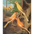 thumbnail image 2 of W. A . Blakston 12x14 Gold Ornate Wood Frame and Double Matted Museum Art Print Titled - Cinnamon Canaries (1878), 2 of 4