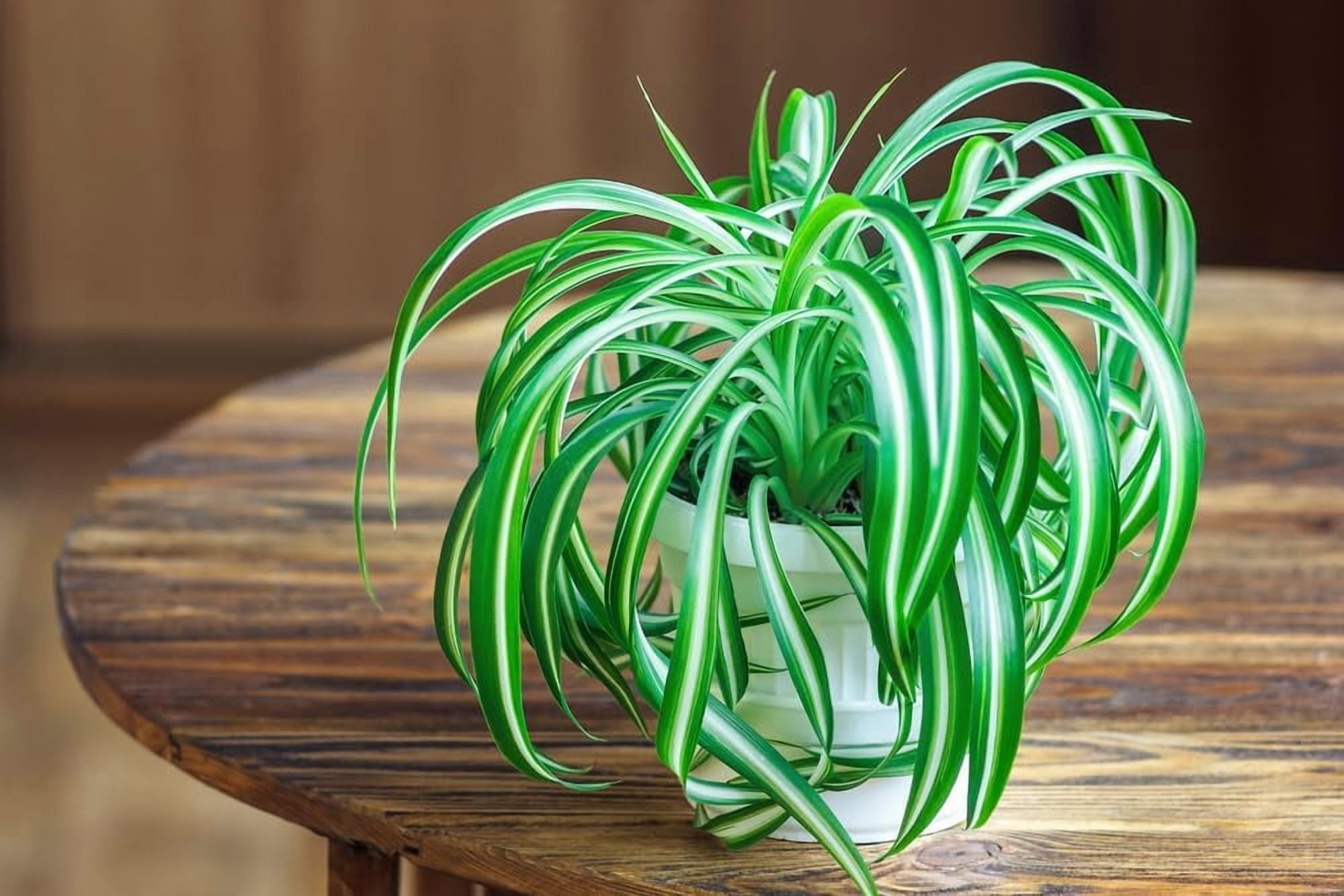 2 Spider Plants in 2 Inch Starter Pot  Well Rooted, Easy to Grow Indoor Plant