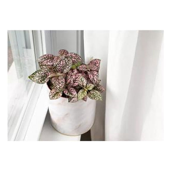 House Plant 4-HYPOESTES-PINK 4 in. Pot Hypoestes Polka Dot Plant, Pink