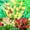 B, variant on Calla lily, Low Maintenance - Easy Grow - Ideal for Beds Borders, Plant Pots & Planters