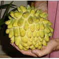 thumbnail image 5 of Rollinia TREE GRAFTED (2-4 Feet Tall). SHIP TO ALL STATES, 5 of 6