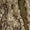 Realtree APX, variant on MidwayUSA Men's Stealth Softshell Pants Realtree Timber 38X34