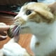 thumbnail image 3 of Catnip Ball Toy Cat Mint Ball Natural Catnip Dientes Limpieza yeacher PC 1, 3 of 7