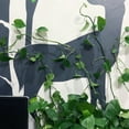 thumbnail image 5 of 10 Pcs Clear Plant Climbing Wall Clips, Self-Adhesive Invisible Vine Support Holders with Stickers, Leaf Stem Fixer for Wall Training Indoor Outdoor, 5 of 8