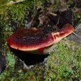 thumbnail image 2 of Beefsteak Fungus (Fistulina hepatica), 2 of 3