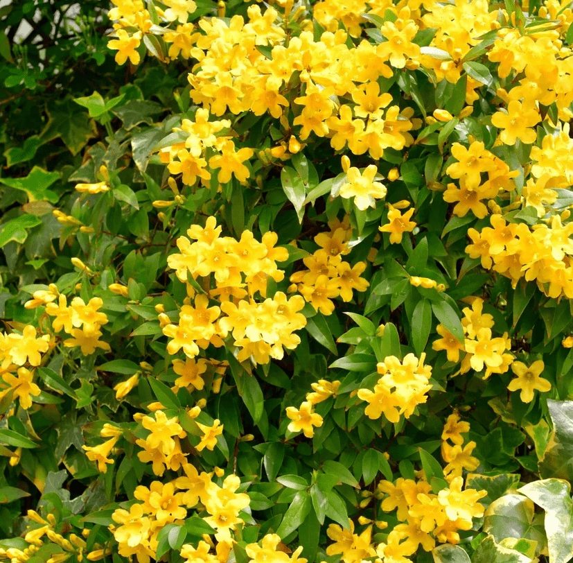 Carolina Jasmine Plant Live for Planting, Jasmine Flower Plant for Outdoor 4 to 6 Inch Tall