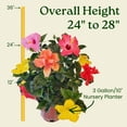 thumbnail image 3 of Tropical Plants of Florida Multicolor Hibiscus Bush, 24–28 in Tall, 3 Gallon Pot, Full Sun, 3 of 5