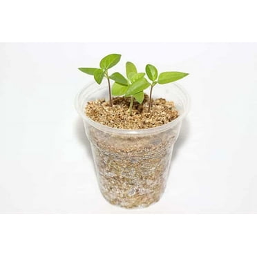 Versatile Perlite and Vermiculite Mix by Gardenera - Tailored for Seedlings, Cuttings, and Bonsai Soil Needs - 4 Quart
