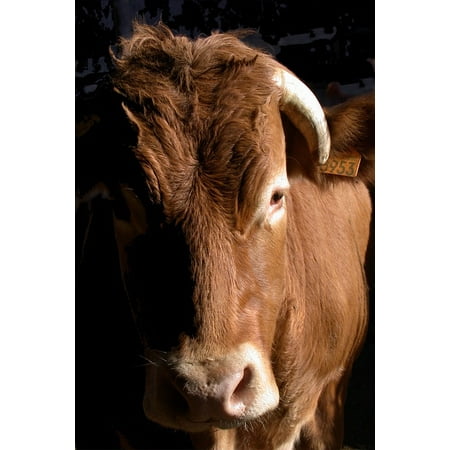 Cow Eye - Peel-n-Stick Poster of Cattle Cow Agriculture Bull's Eye Look Field Eye Poster 24x16 Adhesive Sticker Poster Print