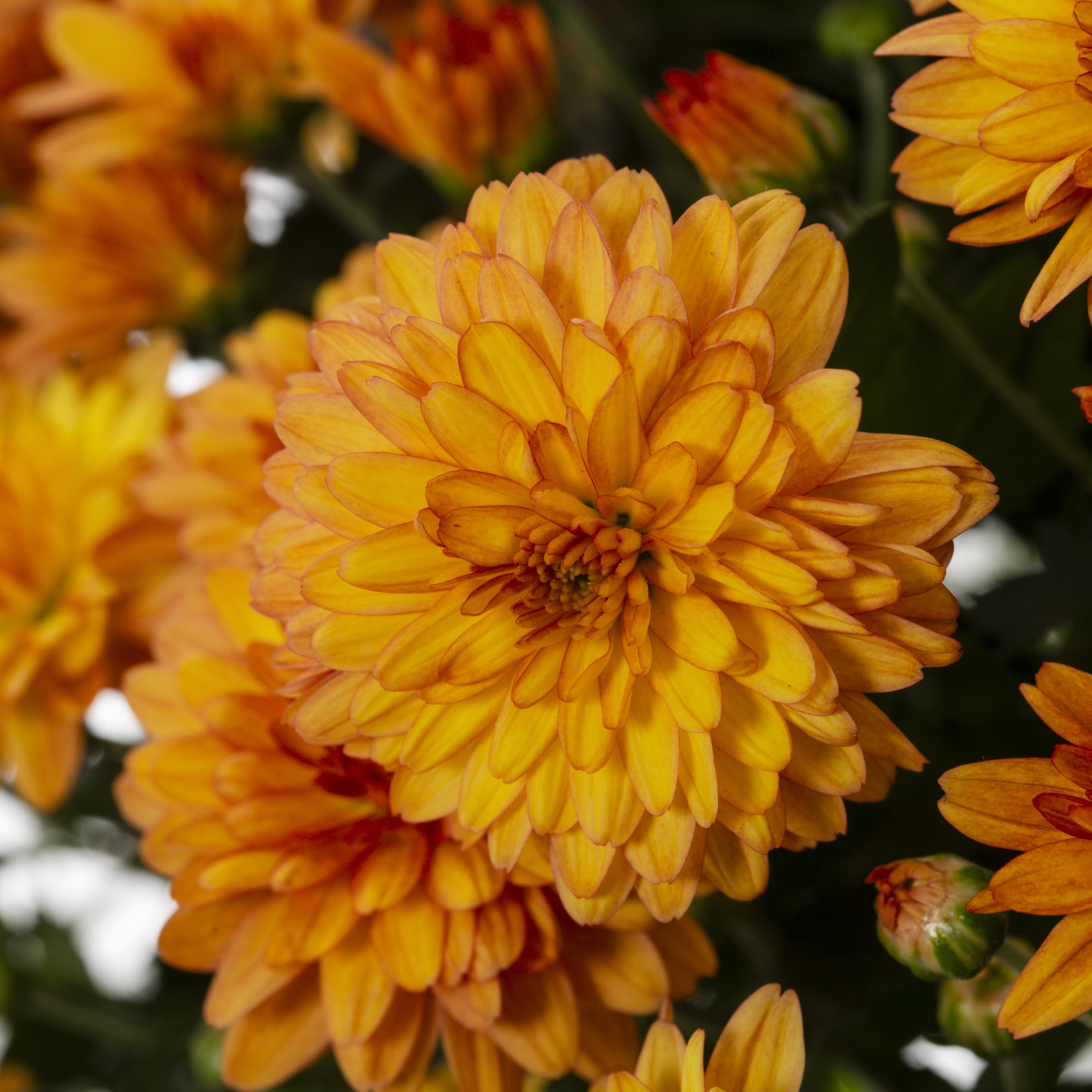 Expert Gardener 3qt Orange Mum in 7" Jack-O-Lantern Planter (1-pack), Fall Decor