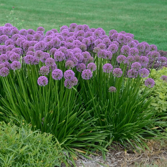 1 Gal. Pot, Millenium Allium Potted Flowering Perennial Plant, One Plant per Offer