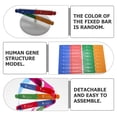 thumbnail image 3 of SHISUYAN Dna Model 1 Set 33x4.6in For Physical Therapy And Demonstration, 3 of 8
