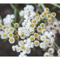 40 Pearly Everlasting Wildflower Seeds for Planting - Anaphalis margaritacea