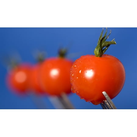 Cherry Tomatoes Stretched Canvas - John Short  Design Pics (40 x